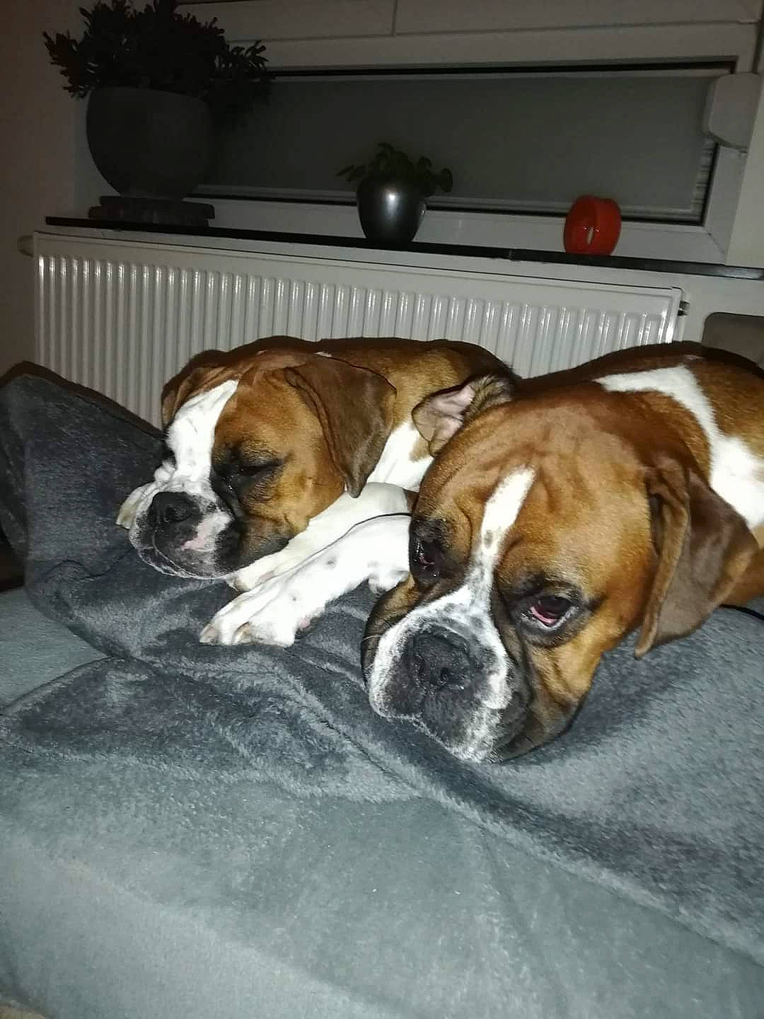 Maverick a rejoint le concours — aidez-le/la à gagner de superbes lots ! bored, canidae, carnivore, chair, comfort, companion_dog, dog, dog_breed, fawn, flooring, fur, furniture, hardwood, houseplant, plant, snout, sporting_group, whiskers, working_dog, wrinkle