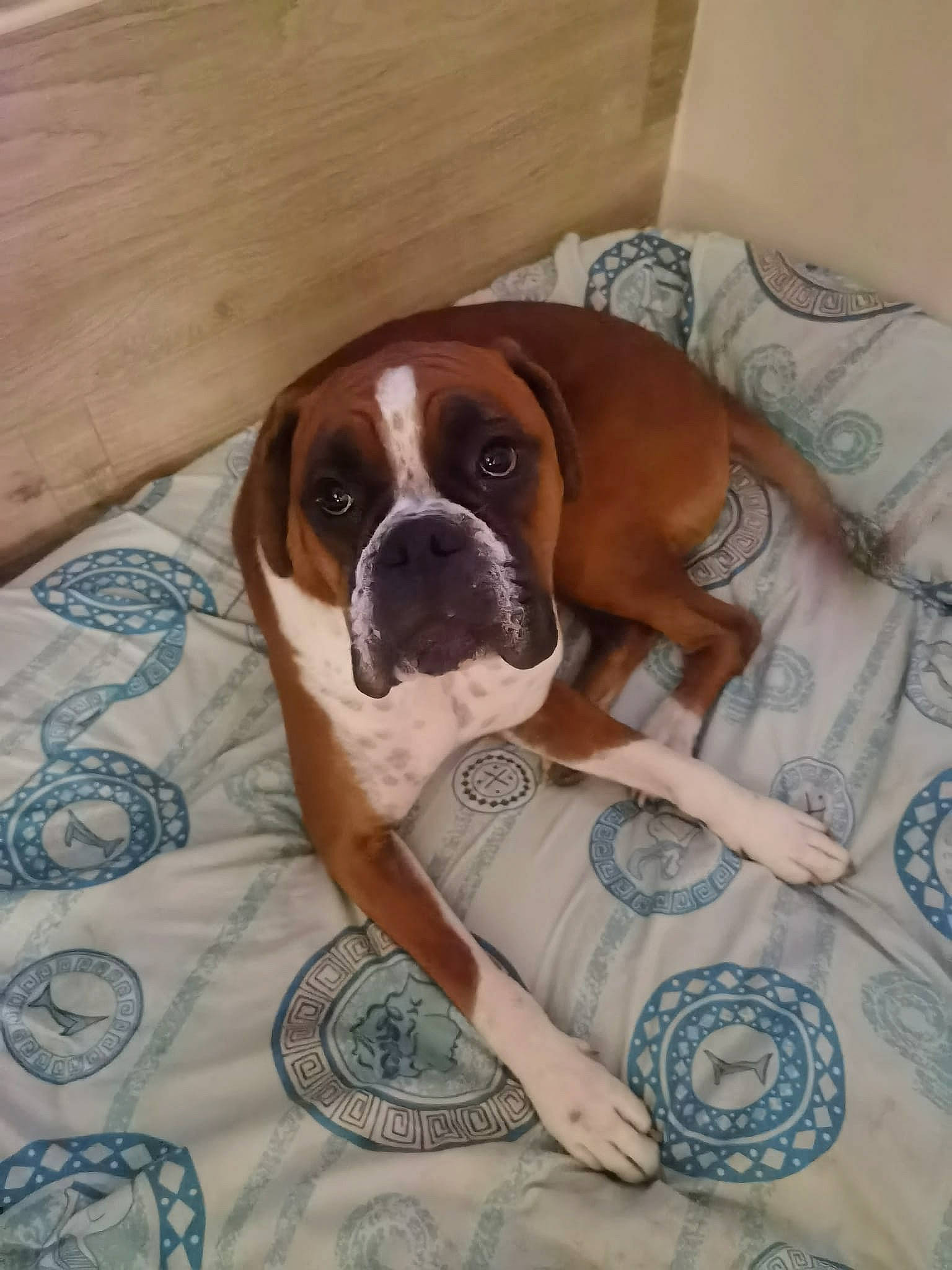 Maverick participe au concours pour gagner de l'argent avec cette photo : bored, boxer, canidae, carnivore, comfort, companion_dog, dog, dog_breed, fawn, flooring, hardwood, linens, non_sporting_group, pattern, paw, rug, sporting_group, wood, working_animal, working_dog
