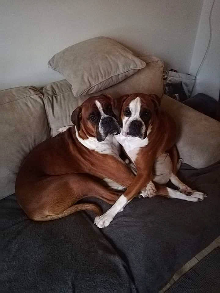 Nougatine a rejoint le concours — aidez-le/la à gagner de superbes lots ! bored, boxer, carnivore, chair, comfort, companion_dog, couch, dog, dog_breed, fawn, floor, flooring, hardwood, house, liver, sporting_group, tail, window, wood, working_animal