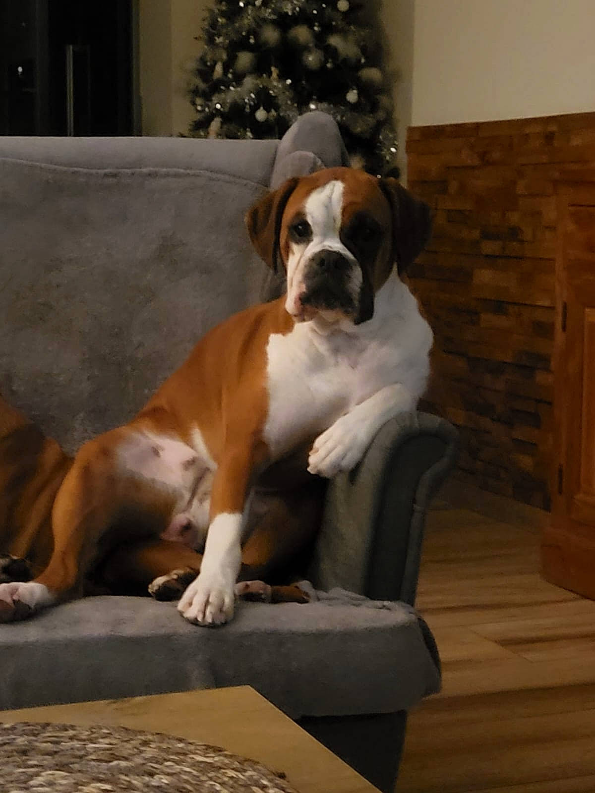 Nougatine participe au concours pour gagner de l'argent avec cette photo : art, bored, boxer, carnivore, chair, comfort, companion_dog, dog, dog_breed, fawn, flooring, hardwood, paw, plant, snout, tail, tree, window, wood, working_animal