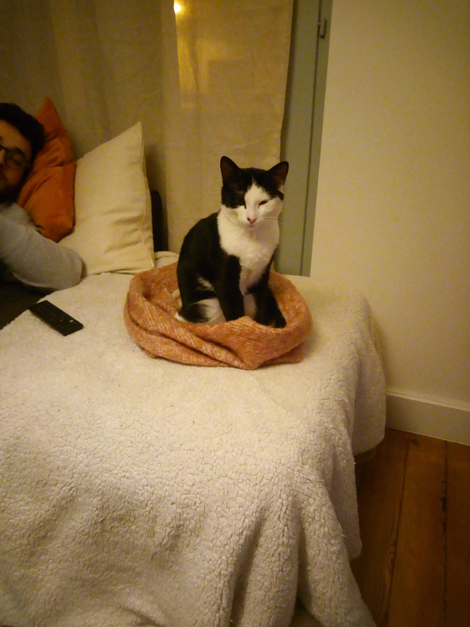 Boris participe au concours pour gagner de l'argent avec cette photo : carnivore, cat, comfort, domestic_short_haired_cat, fawn, felidae, furniture, linens, person, room, small_to_medium_sized_cats, tail, whiskers