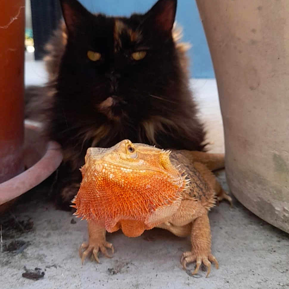 Limited Et Havane participe au concours pour gagner de l'argent avec cette photo : animal, bearded_dragon, black_cat, cat, closeup, companion, concrete, curious, fur, lizard, mammal, nature, orange_lizard, outdoor, pet, plant_pot, reptile, resting, scales, yellow_eyes