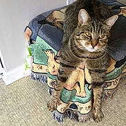 Harley is registered to the contest to win money with this photo: animal, blanket, cat, colorful, cozy, decor, ears, floor, furniture, home, illustration, indoor, pattern, paws, pet, relaxed, stretching, tabby_cat, whiskers, woven