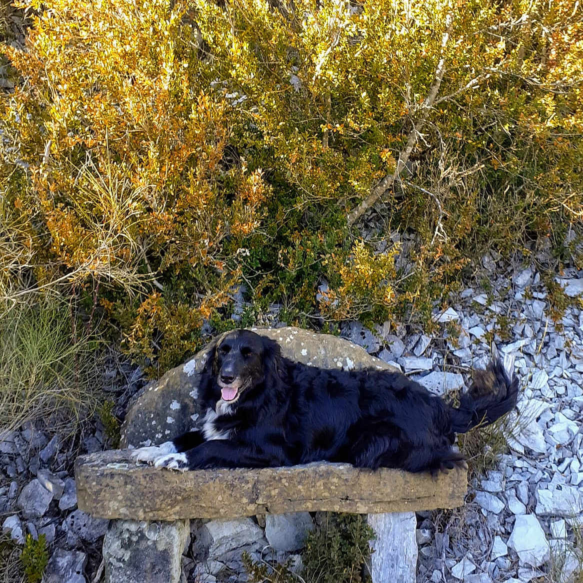 Mojo participe au concours pour gagner de l'argent avec cette photo : animal, bench, canine, cockerspaniel, couch, dog, furniture, grass, land, nature, outdoors, pet, plant, puppy, road, rock, slate, soil, tree, vegetation