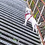 Valka a rejoint le concours — aidez-le/la à gagner de superbes lots ! adventure, animal, concrete, daylight, dog, greenery, harness, looking_back, metal_stairs, moss, nature, outdoor, pet, railing, side_view, stairs, stone_wall, urban, walking, white_dog