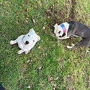 Valka a rejoint le concours — aidez-le/la à gagner de superbes lots ! animal, black_and_white_dog, canine, collar, curious, dog, ears, fur, grass, greenery, ground, muzzle, nature, outdoor, pet, playful, puppy, sniffing, white_dog, young_dog