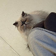 Ziggy is registered to the contest to win money with this photo: cat, fluffy, pet, indoor, furniture, blanket, cozy, animal, face, fur, whiskers, ears, resting, cute, closeup, expression, domestic, home, wall, relaxed