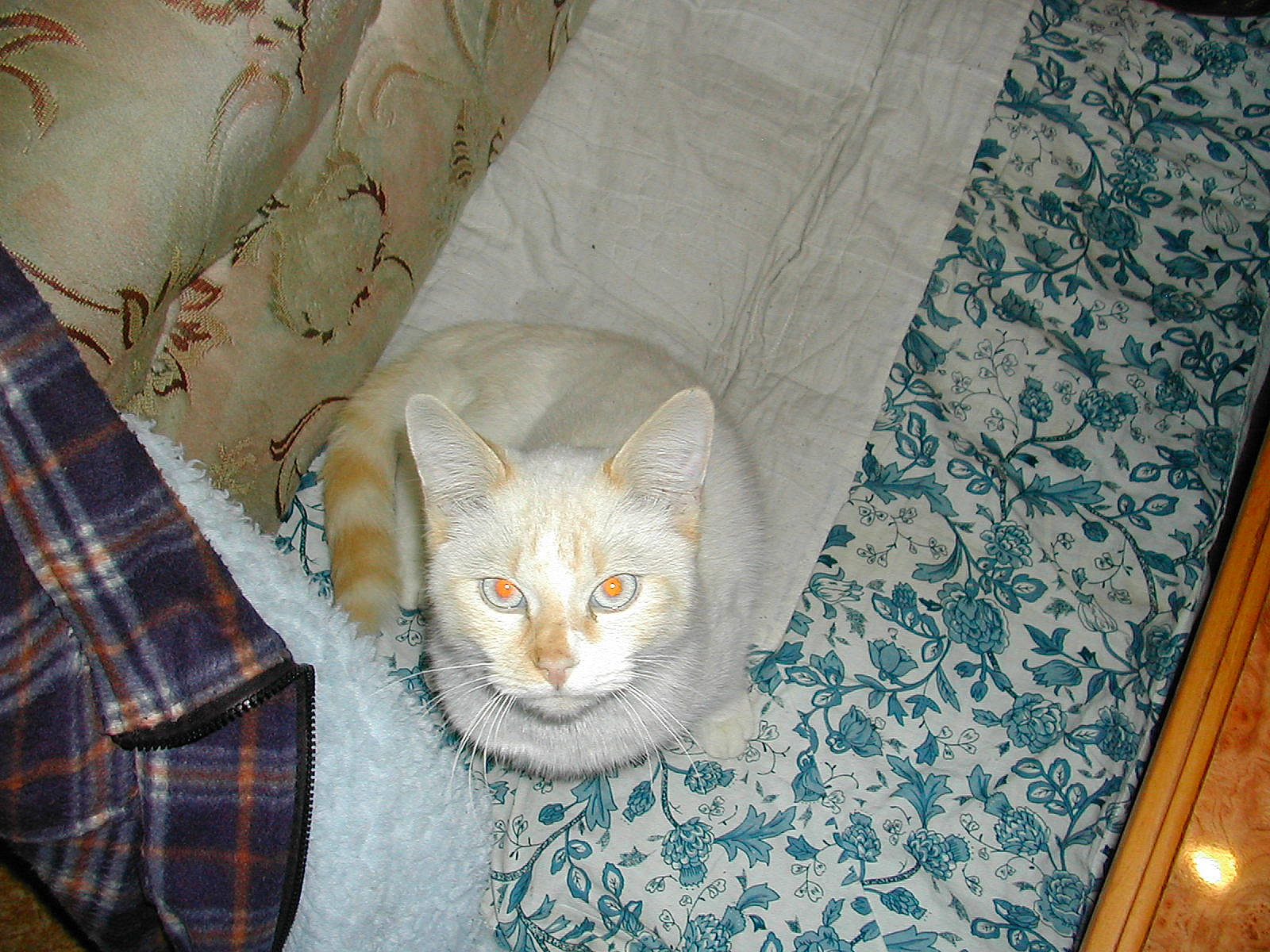 Navette participe au concours pour gagner de l'argent avec cette photo : carnivore, cat, cat_supply, chair, comfort, couch, domestic_short_haired_cat, fawn, felidae, flooring, furniture, linens, pattern, plaid, small_to_medium_sized_cats, tail, tartan, textile, whiskers, wood