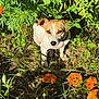 Luna joined the competition — help win amazing prizes! dog, animal, pet, garden, greenery, orange_flowers, sunlight, nature, outdoor, grass, plants, canine, sitting, fur, leaf, flora, summer, small_dog, daylight, cute