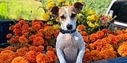 Luna joined the competition — help win amazing prizes! dog, marigold, flowers, orange_flowers, yellow_flowers, truck_bed, blue_collar, outdoor, sunlight, greenery, nature, pet, animal, canine, closeup, garden, plants, summer, colorful, daytime