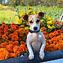 dog, marigold, flowers, orange_flowers, yellow_flowers, truck_bed, blue_collar, outdoor, sunlight, greenery, nature, pet, animal, canine, closeup, garden, plants, summer, colorful, daytime
