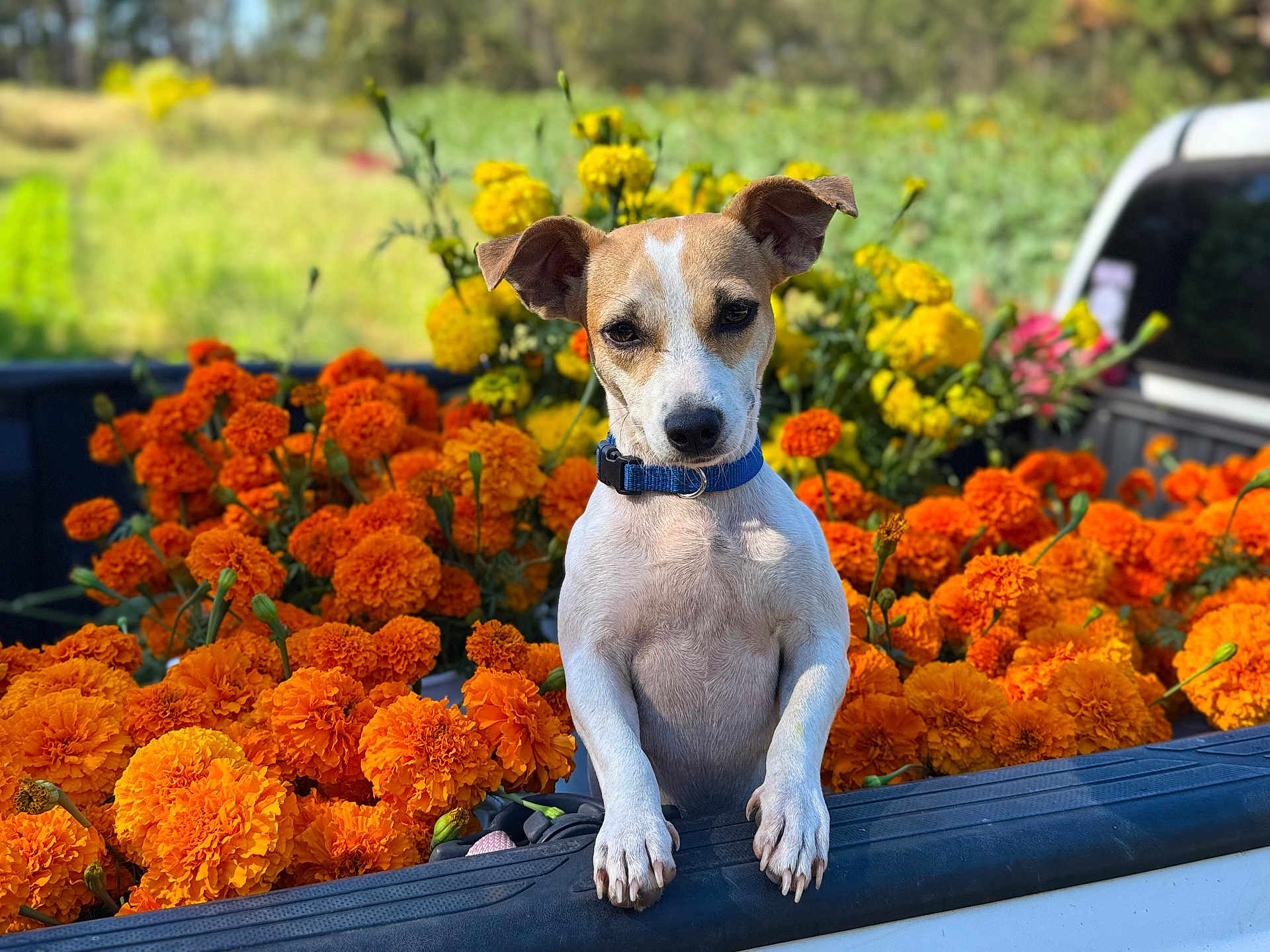 Luna joined the competition — help win amazing prizes! dog, marigold, flowers, orange_flowers, yellow_flowers, truck_bed, blue_collar, outdoor, sunlight, greenery, nature, pet, animal, canine, closeup, garden, plants, summer, colorful, daytime