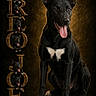 Oreo Joe is registered to the contest to win money with this photo: animal, artistic, black_dog, brown_background, canine, decorative_text, dog, letters, loyal, pet_portrait, playful, portrait, rustic_text, sitting, studio_shot, text_overlay, tongue_out, vertical_text, white_chest, white_paws