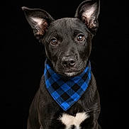 Oreo Joe is registered to the contest to win money with this photo: dog, puppy, black_dog, bandana, blue_bandana, pet, animal, portrait, studio, black_background, cute, ears, fur, young_dog, looking_at_camera, collar, domestic_animal, mammal, sitting, front_view