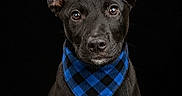 Oreo Joe is registered to the contest to win money with this photo: animal, bandana, black_background, black_dog, blue_bandana, collar, cute, dog, domestic_animal, ears, front_view, fur, looking_at_camera, mammal, pet, portrait, puppy, sitting, studio, young_dog