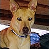 Nala is registered to the contest to win money with this photo: alert, animal, background, brown, canine, closeup, collar, companion, dog, domestic, ears, face, fur, house, indoors, looking, muzzle, pet, portrait, resting