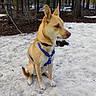 Nala is registered to the contest to win money with this photo: alert, animal, brown, canine, daylight, dog, ears, forest, fur, harness, leash, nature, outdoor, pet, quiet, sitting, snow, trees, wildlife, winter