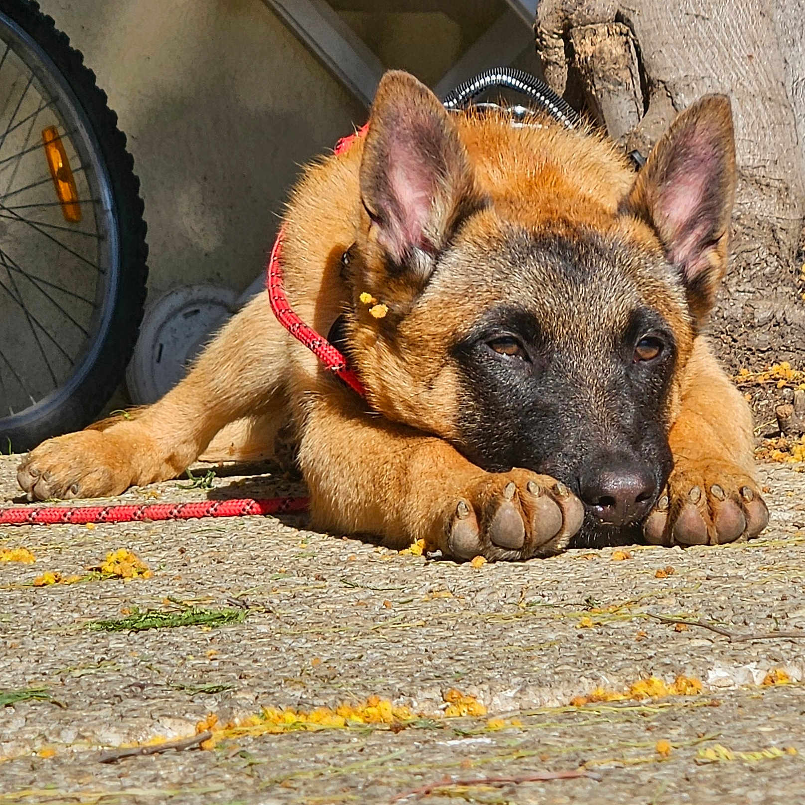 Leksy participe au concours pour gagner de l'argent avec cette photo : alloywheel, animal, canine, car, carwheel, dog, germanshepherd, machine, person, pet, policedog, puppy, racket, sleeping, snout, spoke, tire, transportation, vehicle, wheel