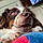 Tucker