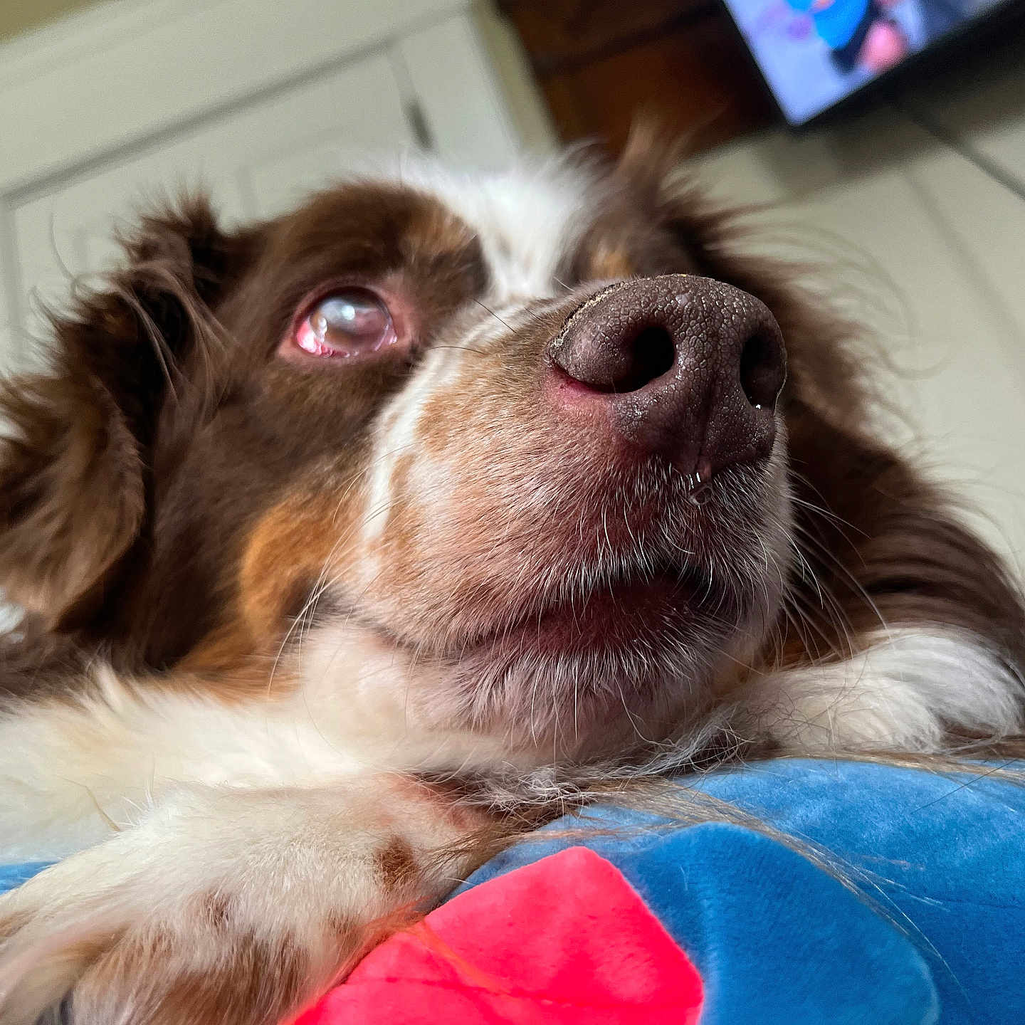 Tucker