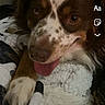 dog, brown_and_white, spotted, tongue_out, pet, indoor, blanket, cozy, fur, animal, cute, lying_down, happy, close_up, mammal, face, paw, resting, companion, friendly