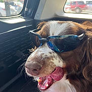 Tucker is registered to the contest to win money with this photo: dog, sunglasses, tongue_out, vehicle_interior, window, sunlight, happy, pet, close_up, brown_and_white_fur, car, reflection, cool, playful, tongue, canine, companion, road_trip, shade, relaxed
