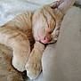 bed, blanket, cat, close_up, cozy, cute, domestic_animal, fur, ginger_cat, indoor, kitten, mammal, nap, paw, pet, pink_nose, portrait, resting, sleeping, whiskers