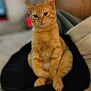 Tinker joined the competition — help win amazing prizes! bed, black_cushion, blanket, cat, closeup, cozy, cushion, cute, eyes, fur, ginger_cat, indoor, orange_fur, paws, pet, portrait, relaxed, sitting, tabby, whiskers