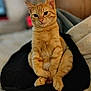 bed, black_cushion, blanket, cat, closeup, cozy, cushion, cute, eyes, fur, ginger_cat, indoor, orange_fur, paws, pet, portrait, relaxed, sitting, tabby, whiskers