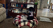 Shiloh is registered to the contest to win money with this photo: dog, pet, blanket, dog_bed, television, living_room, carpet, furniture, photo_frames, books, lamp, kitchen, floor, water_bottle, clock, food_bowls, remote_control, harness, indoor, decor