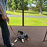 puppy, dog, raincoat, leash, person, blue_jeans, sneakers, porch, outdoor, grass, trees, sunny, yard, sidewalk, post, casual_clothing, pet, cute, animal, waiting
