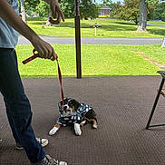 Shiloh joined the competition — help win amazing prizes! puppy, dog, leash, person, jeans, sneakers, porch, carpet, greenery, tree, grass, jacket, playful, outdoor, summer, pet, cute, animal, holding, tugging