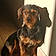 Sawyer
