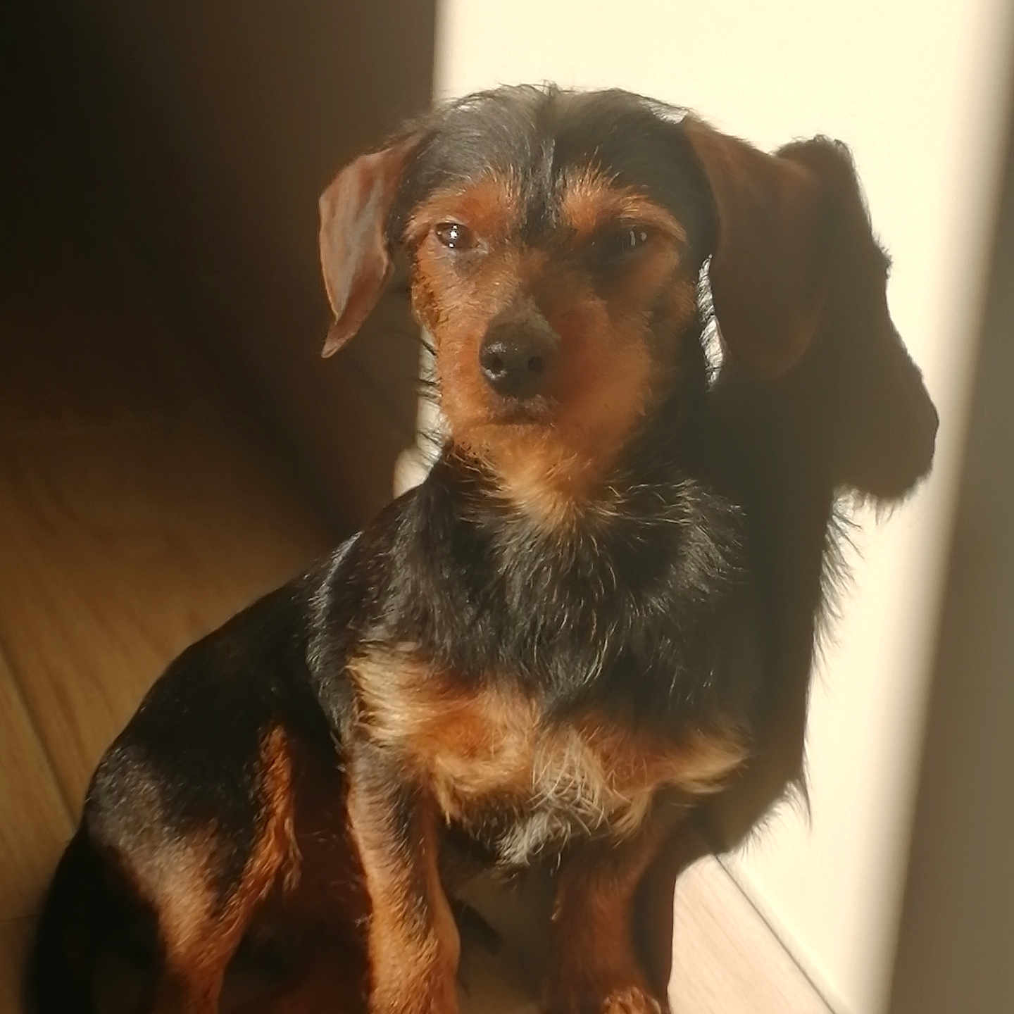 Sawyer a rejoint le concours — aidez-le/la à gagner de superbes lots ! dog, pet, small_dog, brown_fur, black_fur, sitting, shadow, sunlight, indoor, wooden_floor, wall, calm, animal, companion, cute, domestic_animal, portrait, furry, relaxed, sunbeam