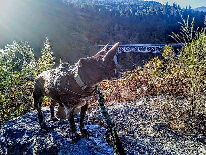 Skeeter joined the competition — help win amazing prizes! adventure, fell, grass, highland, hill, landscape, morning, mountain, mountain_range, mountainous_landforms, natural_landscape, pack_animal, plant, road, sky, sunlight, tree, winter, wood, working_animal