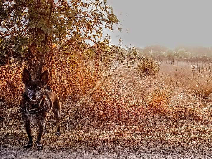 Skeeter is registered to the contest to win money with this photo: carnivore, dog, dog_breed, fawn, grass, grassland, landscape, lycaon_pictus, natural_landscape, plant, sky, snout, tail, terrestrial_animal, tints_and_shades, tree, trunk, twig, wood, working_animal