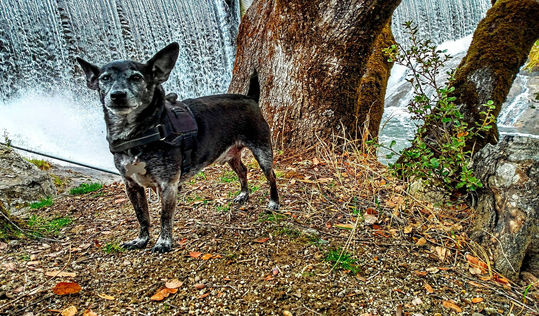 Skeeter is registered to the contest to win money with this photo: autumn, carnivore, collar, deciduous, dog, dog_breed, dog_supply, forest, grass, plant, soil, tail, terrestrial_animal, tree, trunk, twig, wood, woodland, working_animal, working_dog