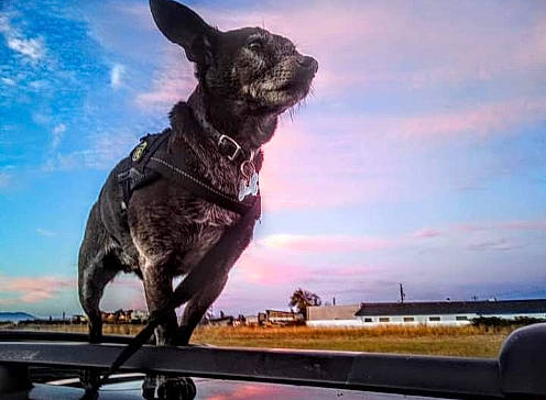 Skeeter joined the competition — help win amazing prizes! automotive_mirror, canidae, carnivore, cloud, companion_dog, dog, dog_breed, dog_collar, fawn, guard_dog, herding_dog, plant, rear_view_mirror, sky, snout, sporting_group, vehicle, windscreen_wiper, windshield, working_dog