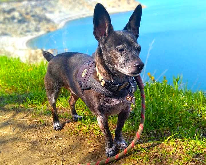 Skeeter joined the competition — help win amazing prizes! adventure, canidae, carnivore, collar, companion_dog, dog, dog_breed, dog_collar, dog_supply, fawn, grass, hunting_dog, lake, plant, snout, sporting_group, terrestrial_animal, water, working_animal, working_dog