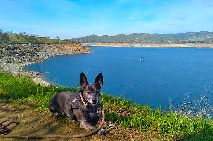 Skeeter joined the competition — help win amazing prizes! carnivore, cloud, coast, dog, dog_breed, grass, headland, herding_dog, horizon, lake, landscape, leisure, mountain, natural_landscape, plant, reservoir, sky, sporting_group, water, working_animal