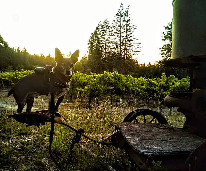 Skeeter joined the competition — help win amazing prizes! carnivore, dog, dog_breed, fawn, grass, grass_family, grassland, landscape, morning, plant, rural_area, sky, sunlight, table, tire, tree, wheel, wheelbarrow, wood, working_animal