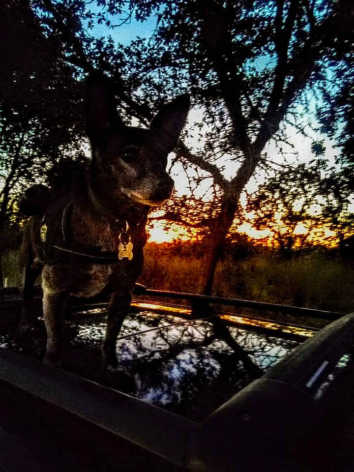 Skeeter is registered to the contest to win money with this photo: backlighting, branch, carnivore, dog, dog_breed, fawn, grass, plant, shadow, sky, snout, sporting_group, tail, terrestrial_animal, tints_and_shades, tree, twig, water, wood, working_animal