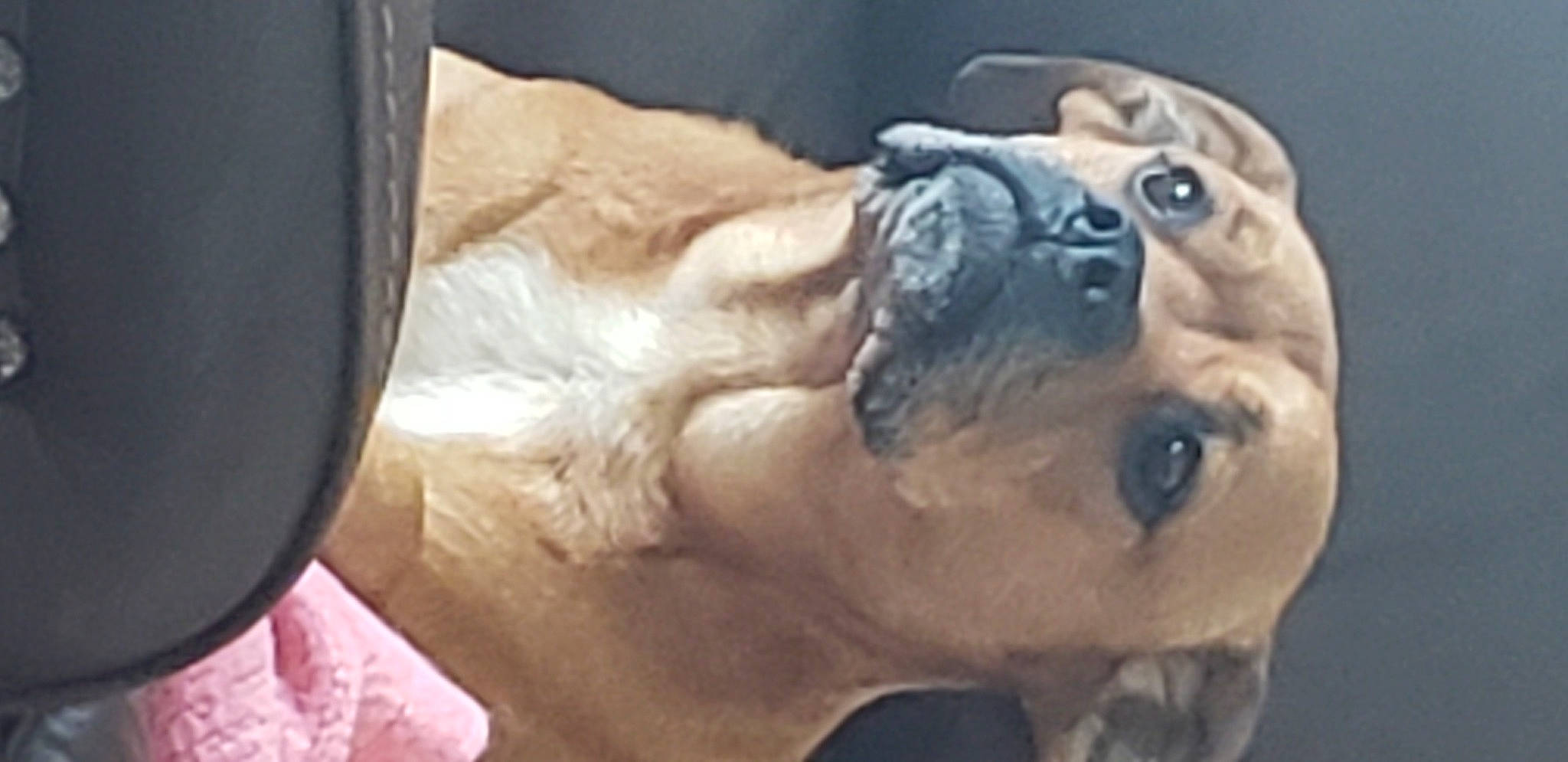 Zuess is registered to the contest to win money with this photo: ancient_dog_breeds, boxer, bulldog, bullmastiff, canidae, carnivore, companion_dog, dog, dog_breed, ear, fawn, french_bulldog, head, non_sporting_group, old_english_bulldog, olde_english_bulldogge, pug, skin, snout, wrinkle