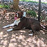 animal, brown, canine, chain_collar, dirt, dog, fence, grass, happy, leaves, nature, outdoor, panting, pet, resting, shadow, sunlight, tongue_out, tree, white