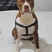 Coco joined the competition — help win amazing prizes! dog, brown, white, harness, bed, pet, animal, indoor, sitting, looking, curious, canine, fur, ears, paws, domestic, portrait, closeup, white_bedspread, black_harness