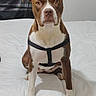 dog, brown, white, harness, bed, pet, animal, indoor, sitting, looking, curious, canine, fur, ears, paws, domestic, portrait, closeup, white_bedspread, black_harness