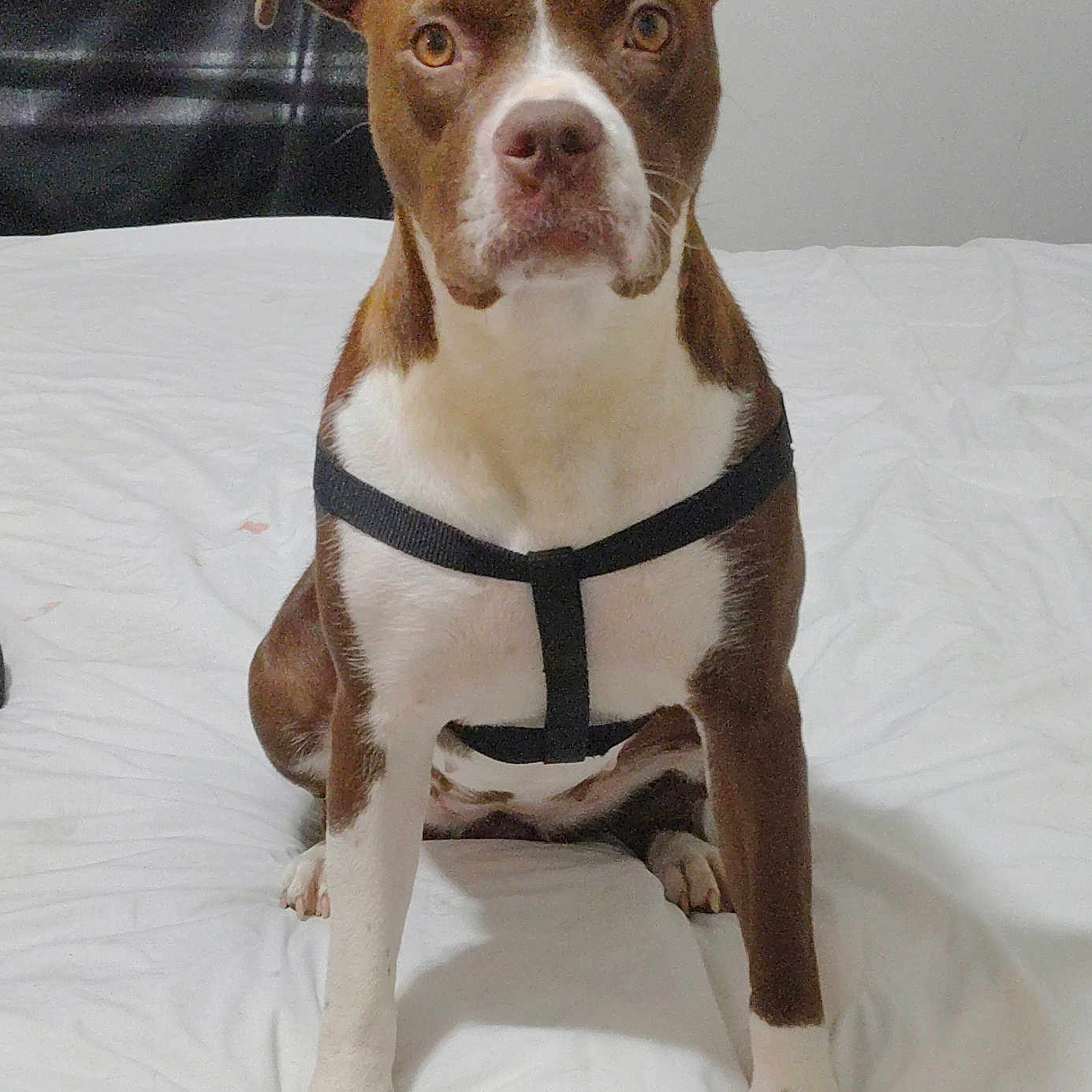 Coco