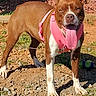 Coco is registered to the contest to win money with this photo: animal, brown_dog, canine, close_up, daytime, dog, grass, happy, leash, nature, outdoor, pet, pink_harness, playful, rocks, standing, summer, sunny, tongue_out, white_paws