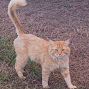 Sunshine is registered to the contest to win money with this photo: cat, orange_cat, animal, pet, fur, tail, grass, outdoor, nature, alert, standing, looking, mammal, whiskers, ears, eyes, ground, curious, domestic_cat, feline