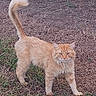 alert, animal, cat, curious, domestic_cat, ears, eyes, feline, fur, grass, ground, looking, mammal, nature, orange_cat, outdoor, pet, standing, tail, whiskers